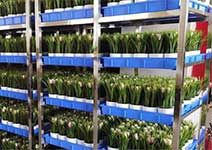 Enhancing Nursery Efficiency with Flower Trolleys