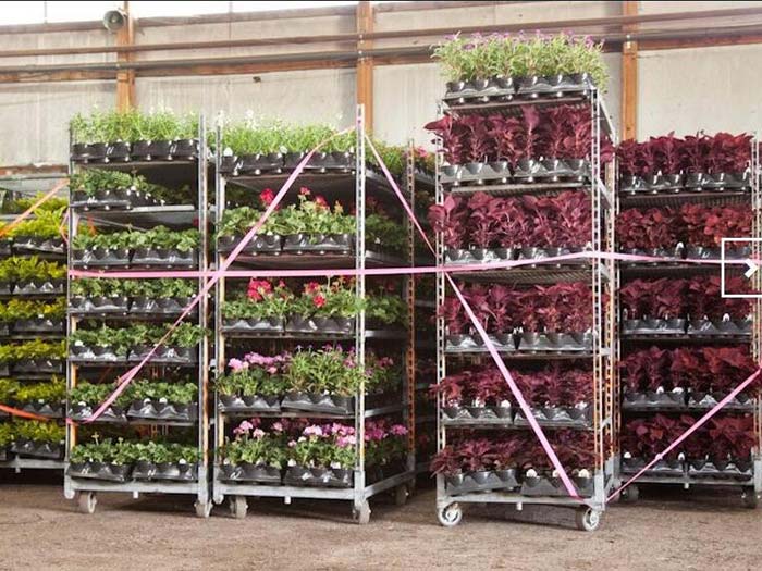 Spieth Danish Flower Trolley Plant Trolley Suppliers